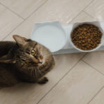 อาหารแมว ให้แบบไหนเพื่อสร้างนิสัยการกินที่ดี