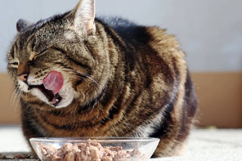 อาหารแมว